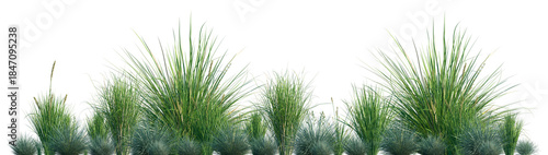 Foto Set of Festuca glauca and Carex appressa isolated frontal png on a transparent b