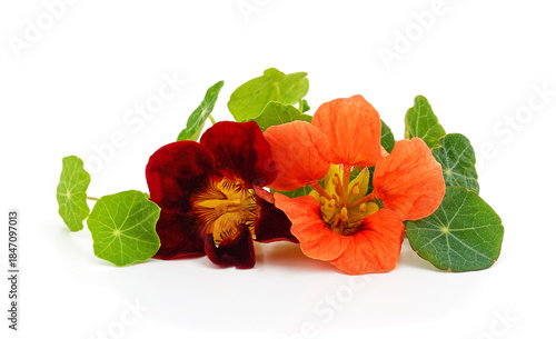 Edible nasturtium flowers with green leaves on a white background.