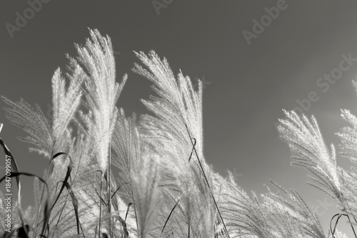 Fluffy soft miscanthus in sunlight against sky. Gray background with copy space. Selective focus. Demonstrating color of 2026 year, Cloud Dancer