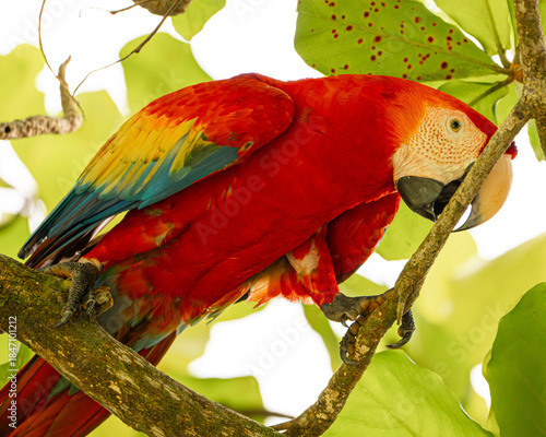 Scarlet Macaw in an Almond Tree in Costa Rica