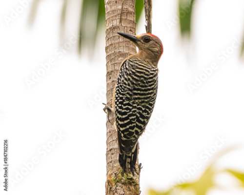 Red Crowned Woodpecker in Costa Rica
