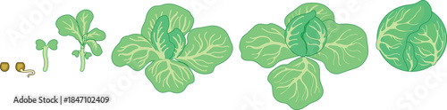 Life cycle of cabbage plant from planting a seed and sprout to harvesting the head of cabbage isolated on white background