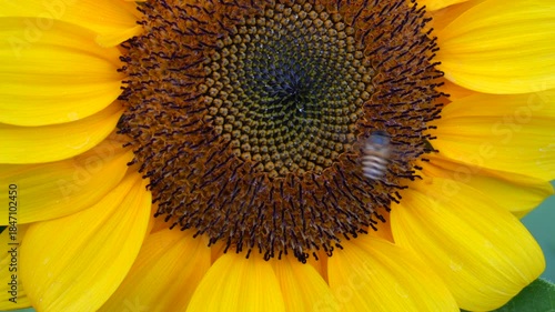 Bee and sunflower 
