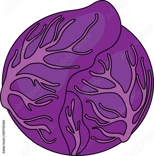 Head of red cabbage isolated on white background
