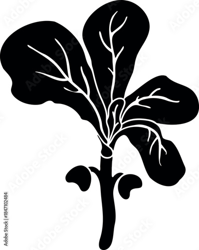Black silhouette of cabbage seedling isolated on white background	