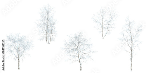 Collection of betula snow tree on transparent background
