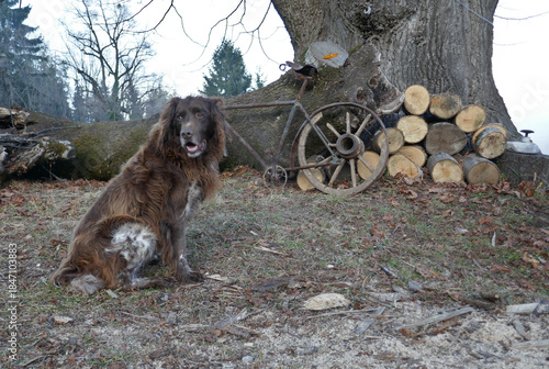 Watch dog . Guard dog . Wachhund . Münsterländer and rusty bicycle
