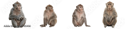 Four Monkeys Sitting in Different Poses, Oil Paint Style Isolated on White Background