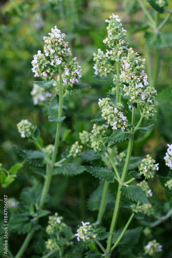 Fototapeta premium Flowering lemon balm (Melissa officinalis) flowers