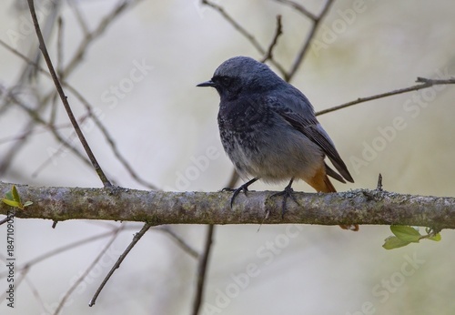 Black redstart