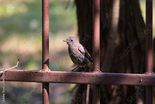 Black redstart