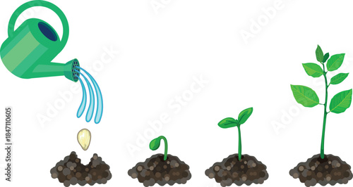 Growth stages of plant from planting a seed to sprouting