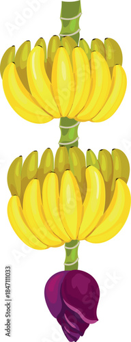 Ripe yellow banana fruit and inflorescence of banana plant