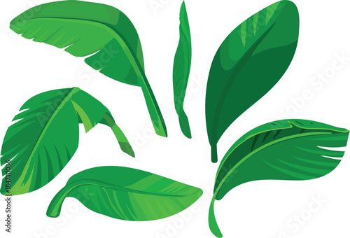 Green leaves of a banana tree isolated on white background