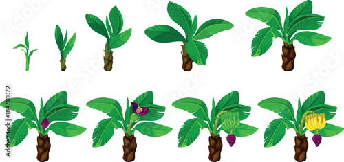 Life cycle of banana plant development from seedling to harvesting. Growth stages of banana plant isolated on white background