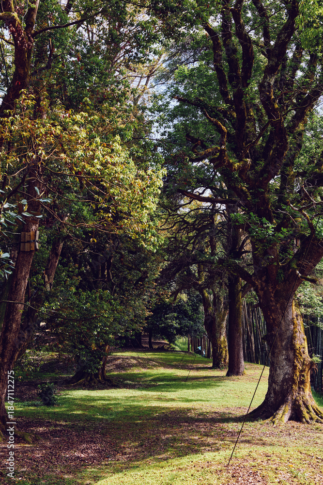 Fototapeta premium Trees, path, park, nature, walkway, sunlight create a shaded tree-lined avenue with dappled light, mossy trunks and grassy ground offering a peaceful outdoor corridor for walking.