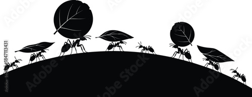 Ants Working Together Carrying Leaves in Silhouette on a Curved Hill Keywords: ants, insects, carrying, leaves, teamwork