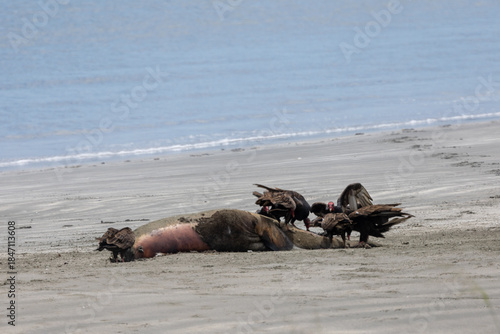 Vultures feeding on  a sea lion carcass on the beach
