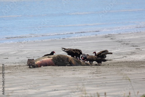 Vultures feeding on  a sea lion carcass on the beach