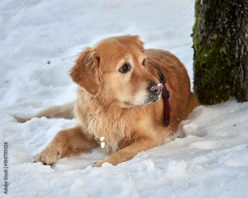  Golden Retriever Portrait in Snowy Oslo, Norway - Winter Dog Photography, Female Canine, Golden Retriever Breed, Norwegian Landscape, Oslo Cityscapes, Winter Scenery, Snowfall, Animal Portraits, Pet
