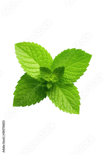 Fresh Mint Leaves Isolated on Transparent Background