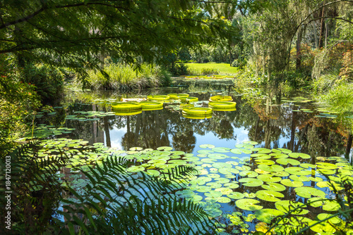 Pond filled with giant water lilies, likely Victoria amazonica or Victoria cruziana species
