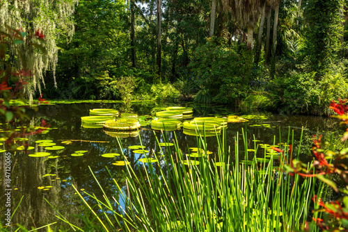 Pond with water lilies