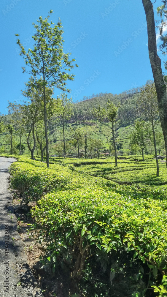 Obraz premium Picturesque tea plantation in Sri Lanka, highlighting lush green hills and world-famous tea estates