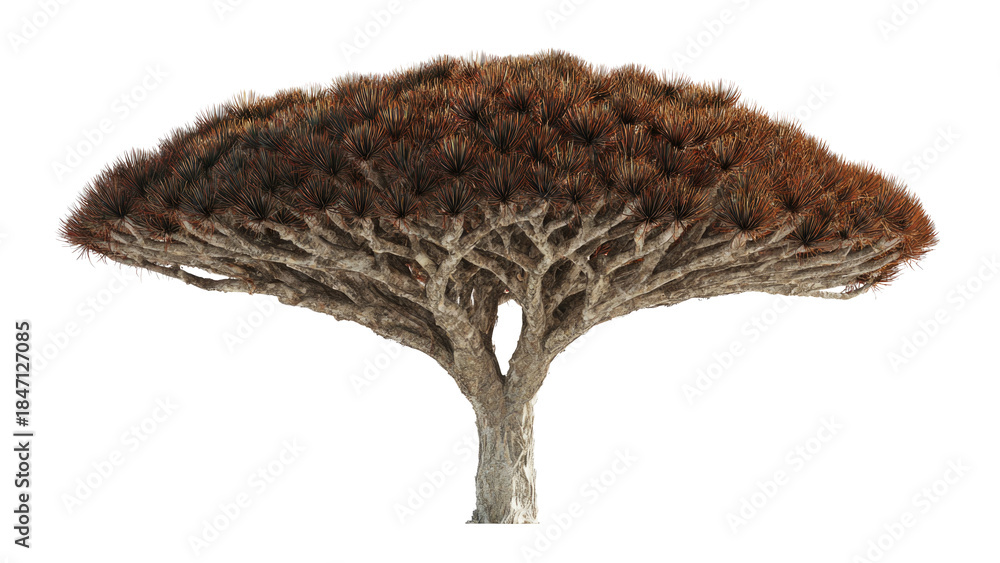 Obraz premium Dragon Blood Tree Isolated
