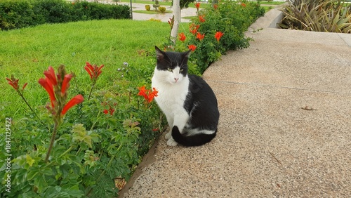 Foto abandoned Cat in the garden with a very beautiful color and polite with a UHD (