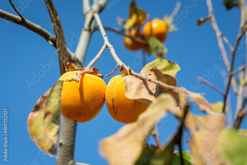 Persimmon, selective focus. Fresh persimmon on the tree branch. Also known as Chinese persimmon, Japanese persimmon, or Mediterranean persimmon.