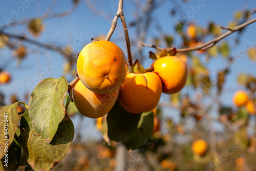 Persimmons, selective focus. Fresh persimmon on the tree branch. Also known as Chinese persimmon, Japanese persimmon, or Mediterranean persimmon.
