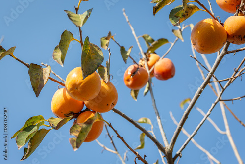 Fresh persimmons on the tree branch. Also known as Chinese persimmon, Japanese persimmon, or Mediterranean persimmon.