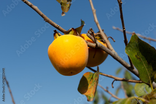 Fresh persimmons on the tree branch. Also known as Chinese persimmon, Japanese persimmon, or Mediterranean persimmon.