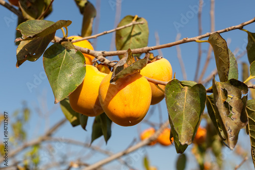 Fresh persimmons on the tree branch. Also known as Chinese persimmon, Japanese persimmon, or Mediterranean persimmon.