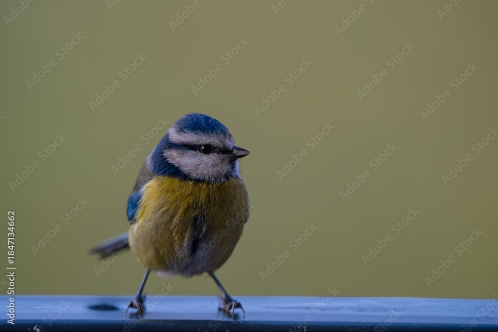Obraz premium Alert Eurasian Blue Tit (Cyanistes caeruleus) Perched Against Green Background