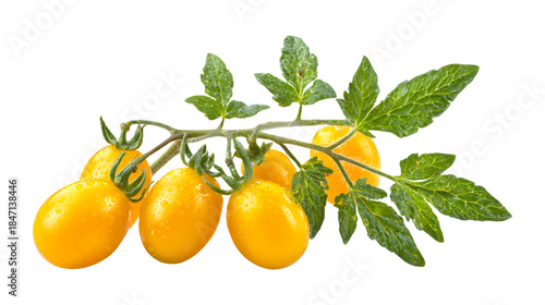 Yellow cherry tomatoes on vine with green leaves and stems isolated on transparent background