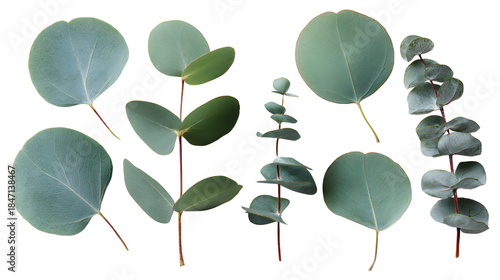 Arranged set of eucalyptus branches leaves floral isolated on transparent background