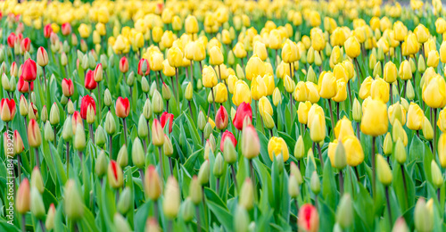 Vibrant tulips in full bloom during spring