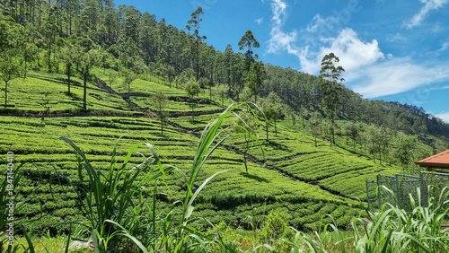 Picturesque tea plantation in Sri Lanka, highlighting lush green hills and world-famous tea estates