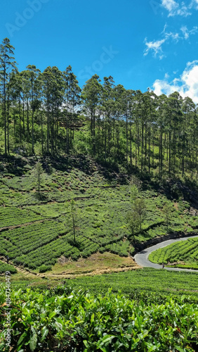 Picturesque tea plantation in Sri Lanka, highlighting lush green hills and world-famous tea estates