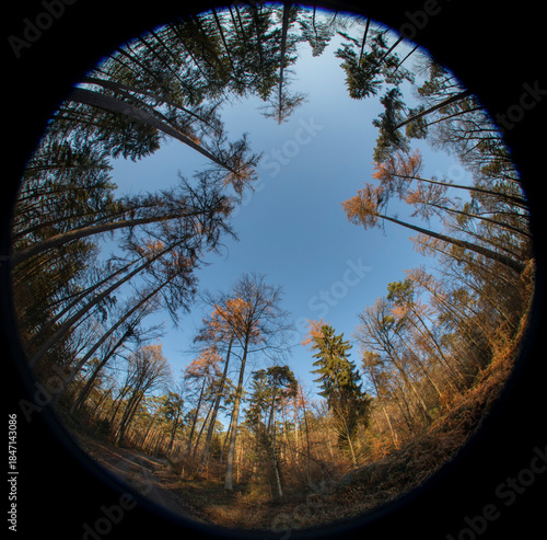 Forest sky with tall trees surrounded created with a fisheye lens In circular format
