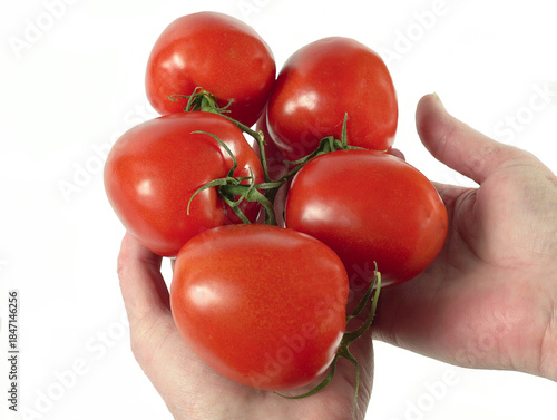Close-up of female hands holding red, natural tomatoes on a branch.