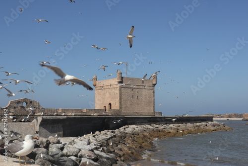 Seaside Fortress and Seagulls in Essaouira, Morocco
