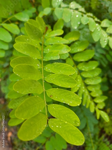 Green leaves with water droplets on the leaves after the rain.