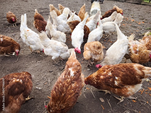 chickens on the traditional free range poultry farm in the village