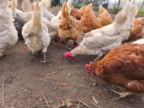 chickens on the traditional free range poultry farm