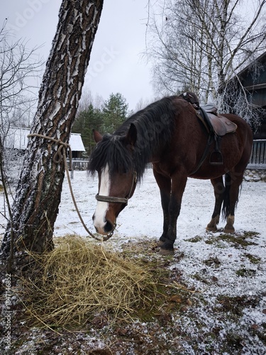Horse eating hay in the winter in the village on a cloudy day