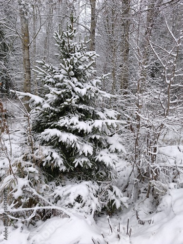 Snow covered trees in the forest. Winter landscape with snow covered trees.