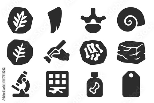 Fossil Study Icons. Solid style icons of Fossil study: fossilized leaf, dinosaur tooth, vertebra fragment, ammonite shell, fossil
